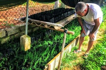 Trồng vườn "rau vua" tốt um tùm, tưởng cỏ dại nhưng thu cả triệu đồng/ngày