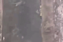 Khỉ hung hãn giật đồ ăn, khách ngã nhào xuống đất ở ngọn núi nổi tiếng