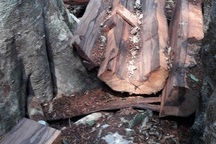 Lập đoàn liên ngành điều tra vụ phá rừng tại Phong Nha - Kẻ Bàng