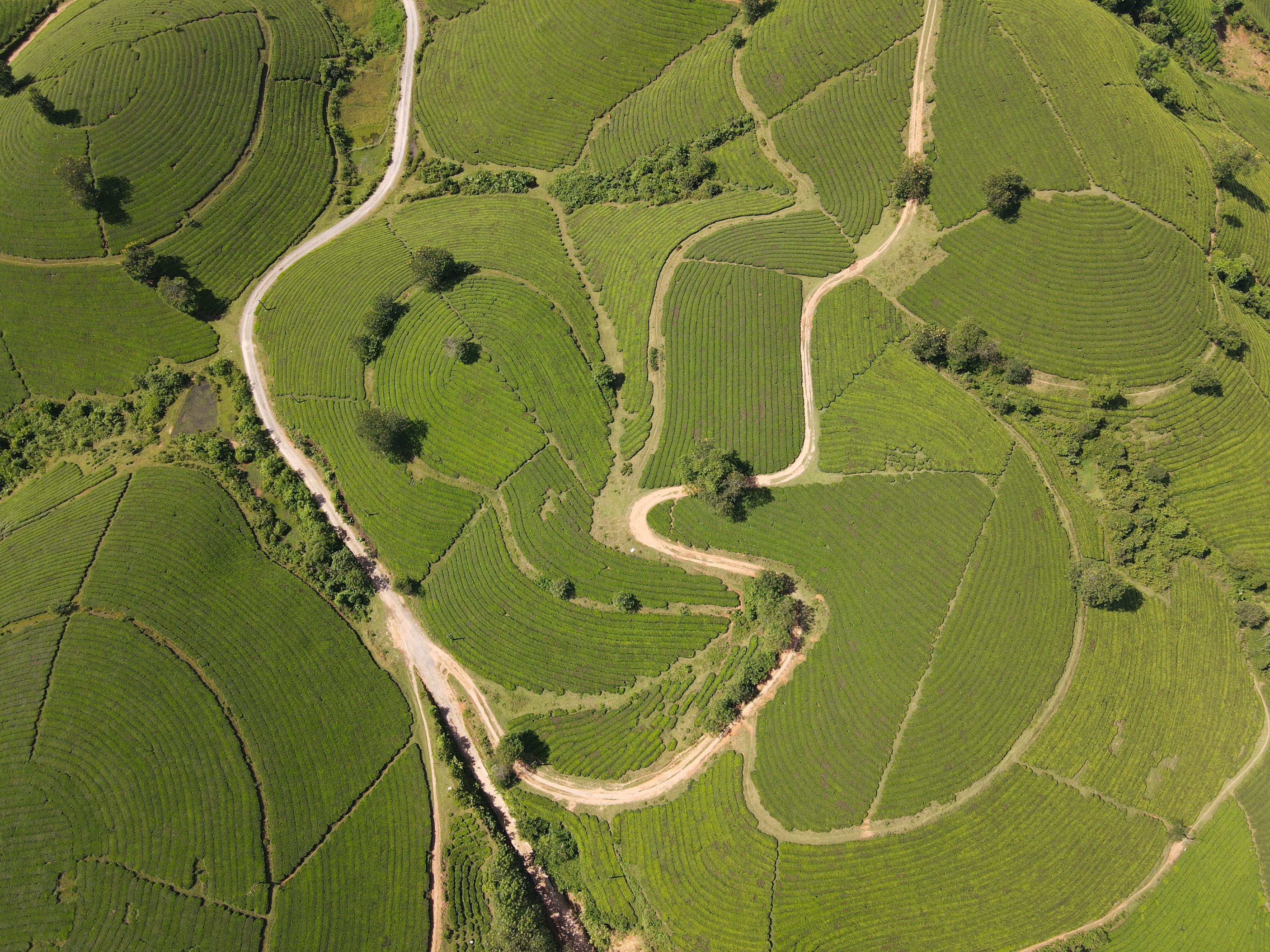 Choáng ngợp vẻ đẹp của đồi chè hình bát úp độc nhất Việt Nam - 2