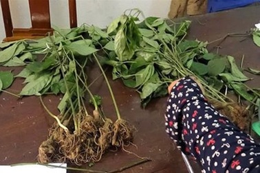 Uống rượu say, nhổ trộm 70 cây sâm Ngọc Linh