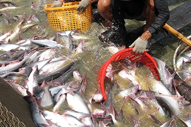 Xuất khẩu cá tra VN vào Mỹ: Lại có nguy cơ bị đóng cửa 
