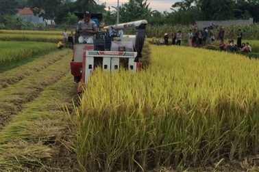 Nghệ An: Thêm xã  ký hợp đồng “lạ” với chủ máy gặt?