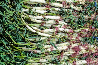 Thực hư chuyện ăn rau rút khiến nhức mỏi xương khớp