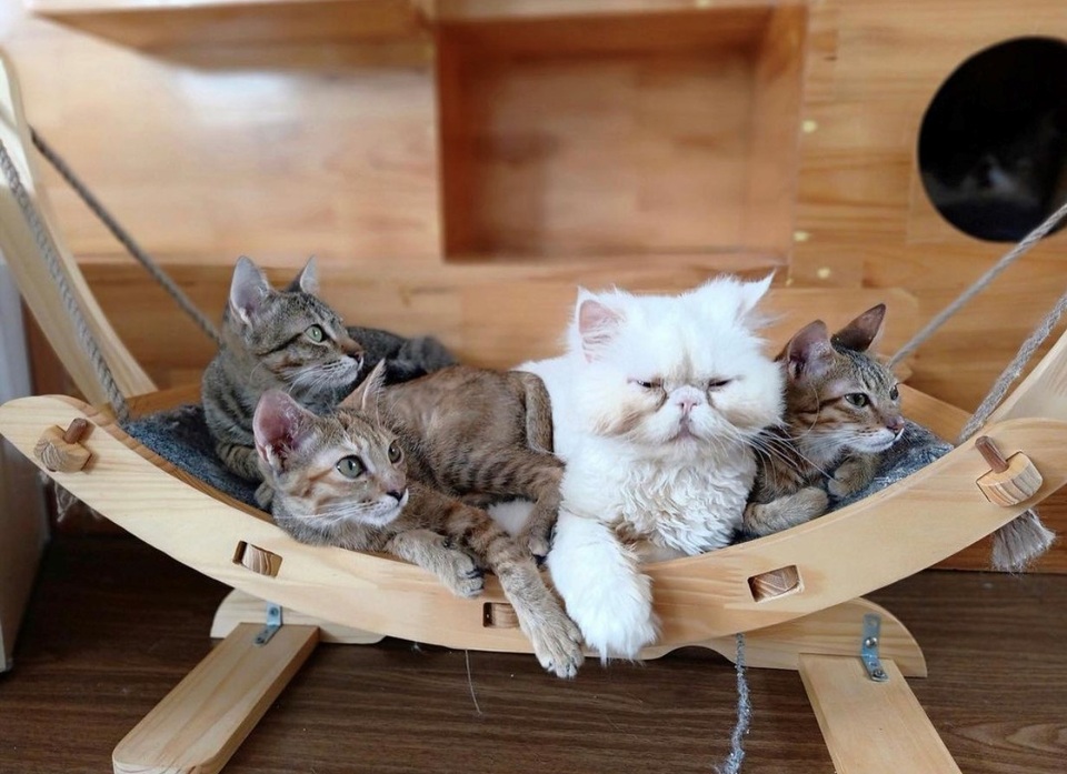Điểm danh những quán cà phê cho hội yêu chó, mèo ở xứ sở sương mù - 8 Điểm danh những quán cà phê cho hội yêu chó, mèo ở xứ sở sương mù - 8