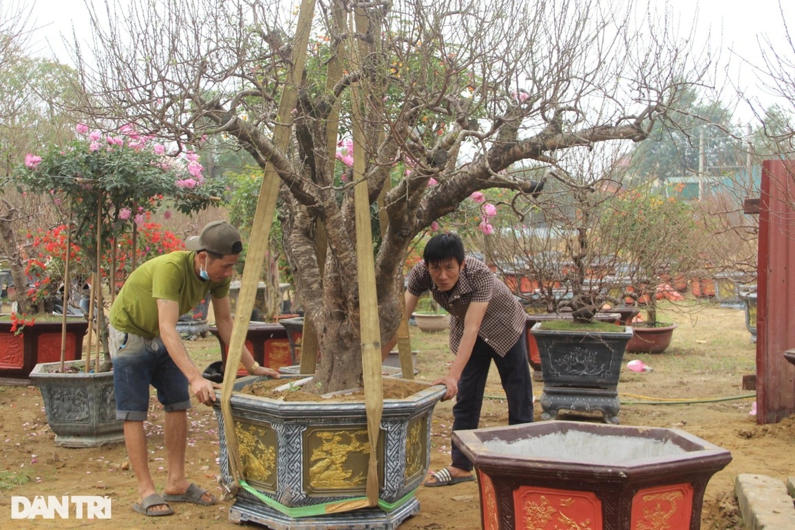 Lo sức mua yếu, nhà vườn cắt giảm chi phí nhân công vụ Tết - 6 Lo sức mua yếu, nhà vườn cắt giảm chi phí nhân công vụ Tết - 6