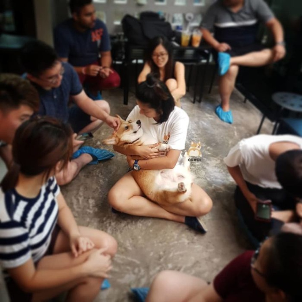Quán cà phê toàn nhân viên 4 chân biết mua vui, lấy lòng khách ở Bangkok - 8 Quán cà phê toàn nhân viên 4 chân biết mua vui, lấy lòng khách ở Bangkok - 8