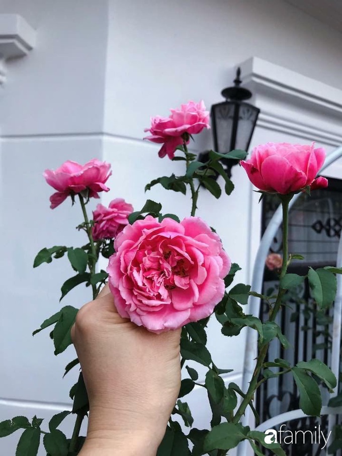 Biệt thự xanh mát bóng cây và hoa hồng rực rỡ của người phụ nữ yêu thiên nhiên ở TP. HCM - Ảnh 5. Biệt thự xanh mát bóng cây và hoa hồng rực rỡ của người phụ nữ yêu thiên nhiên ở TP. HCM - Ảnh 5.