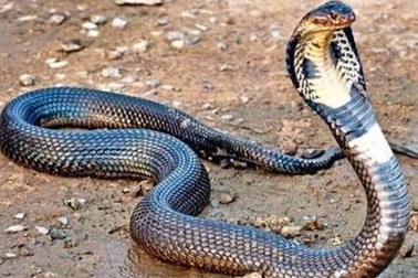 Trung Quốc: Rắn hổ mang dài 3,5m vào nhà, vợ chồng già thức trắng đêm vì sợ