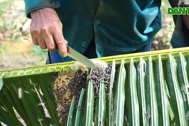 Cực nhọc nghề "trộm" mật ong dừa chỉ có ở miền Tây