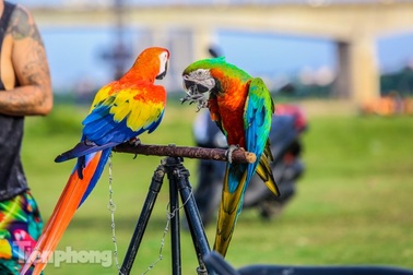 Ngắm vẹt sặc sỡ có giá nghìn đô của dân chơi Hà thành