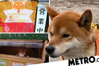 Chú chó quản lý kiêm thu tiền ở cửa hàng bán khoai lang nướng