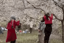 Du khách rung cành cho hoa mận rụng để chụp ảnh, dân mạng phẫn nộ