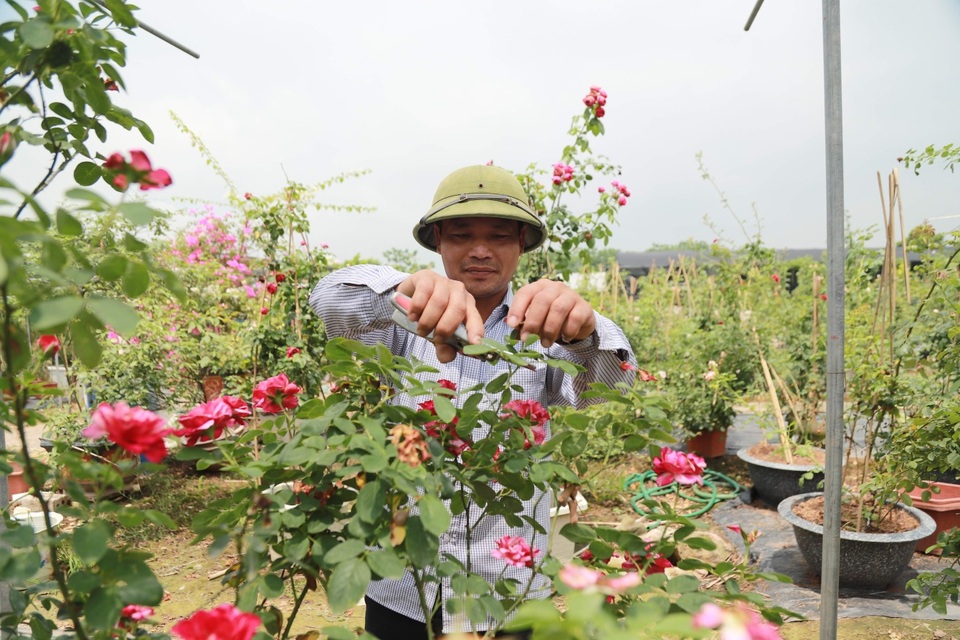 Về thủ phủ trồng hoa gần Hà Nội, người dân lái xe sang đi thăm vườn - 7 Về thủ phủ trồng hoa gần Hà Nội, người dân lái xe sang đi thăm vườn - 7