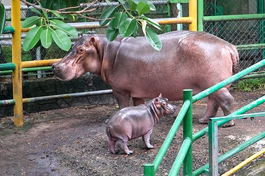 Hà mã lần đầu sinh con ở Đầm Sen