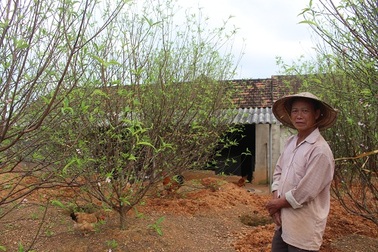 Hà Tĩnh: Đào Tết bung nở rực rỡ, người trồng lo sốt vó