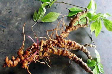 Sâm Ngọc Linh tạo nên "làng tỷ phú" giữa đại ngàn