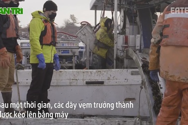 Xem cách nông dân thu hoạch 3 tấn vẹm một ngày