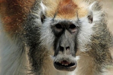 Khỉ râu trắng là một loài riêng biệt