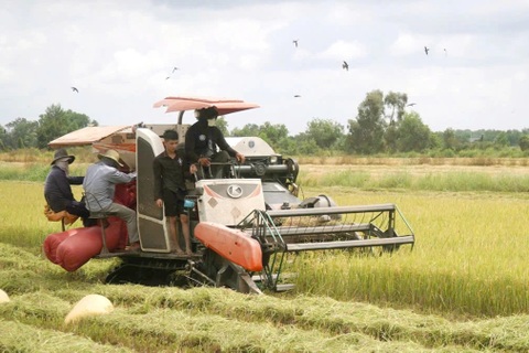 Đề án 1 triệu ha lúa phát thải thấp: Gặp khó trong giải ngân vốn