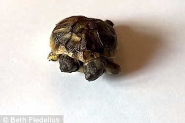 "Quái vật" rùa hai đầu bất ngờ xuất hiện tại Đan Mạch