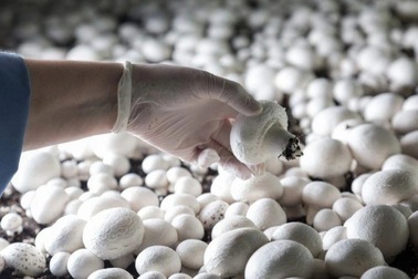 Tìm thấy chất chống ung thư trong loại nấm chợ Việt sẵn có