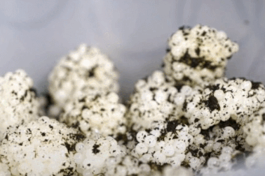 Đặc sản từ ốc sên được ví như "ngọc trai", giá bạc triệu "hút" khách