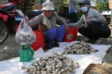 Thương lái tranh mua nấm rơm Đồng Nai