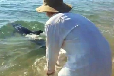 Ngư dân Bình Định giải cứu cá heo nặng 50 kg lạc vào sông Lại Giang