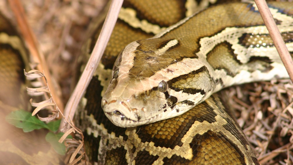 Hunter uses his bare hands to catch a giant Burmese python containing 60 eggs in its stomach - 3