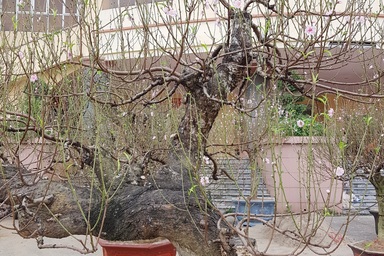 Ngắm những gốc đào thế “siêu to khổng lồ” giá cả trăm triệu đồng chơi Tết