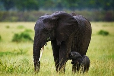 Voi có khả năng dự báo mưa bão cách xa gần 250 km