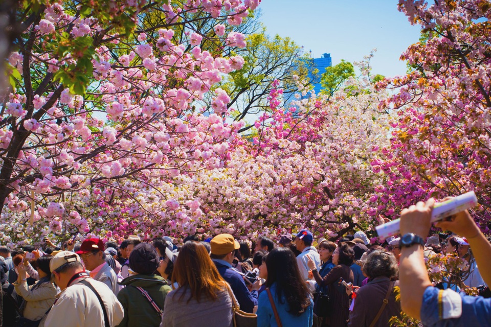 Hanami - Lễ hội ngắm hoa anh đào xứ phù tang - 2 Hanami - Lễ hội ngắm hoa anh đào xứ phù tang - 2