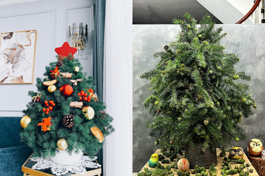 Người Hà Nội mua cành thông tươi về cắm đón Noel sớm