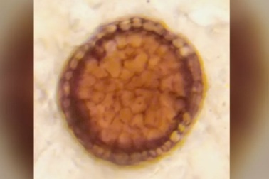 Phát hiện "quả cầu hóa thạch" lâu đời nhất trên Trái đất