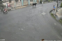 Cụ bà 78 tuổi ở TPHCM bị bò "điên" húc đã tử vong