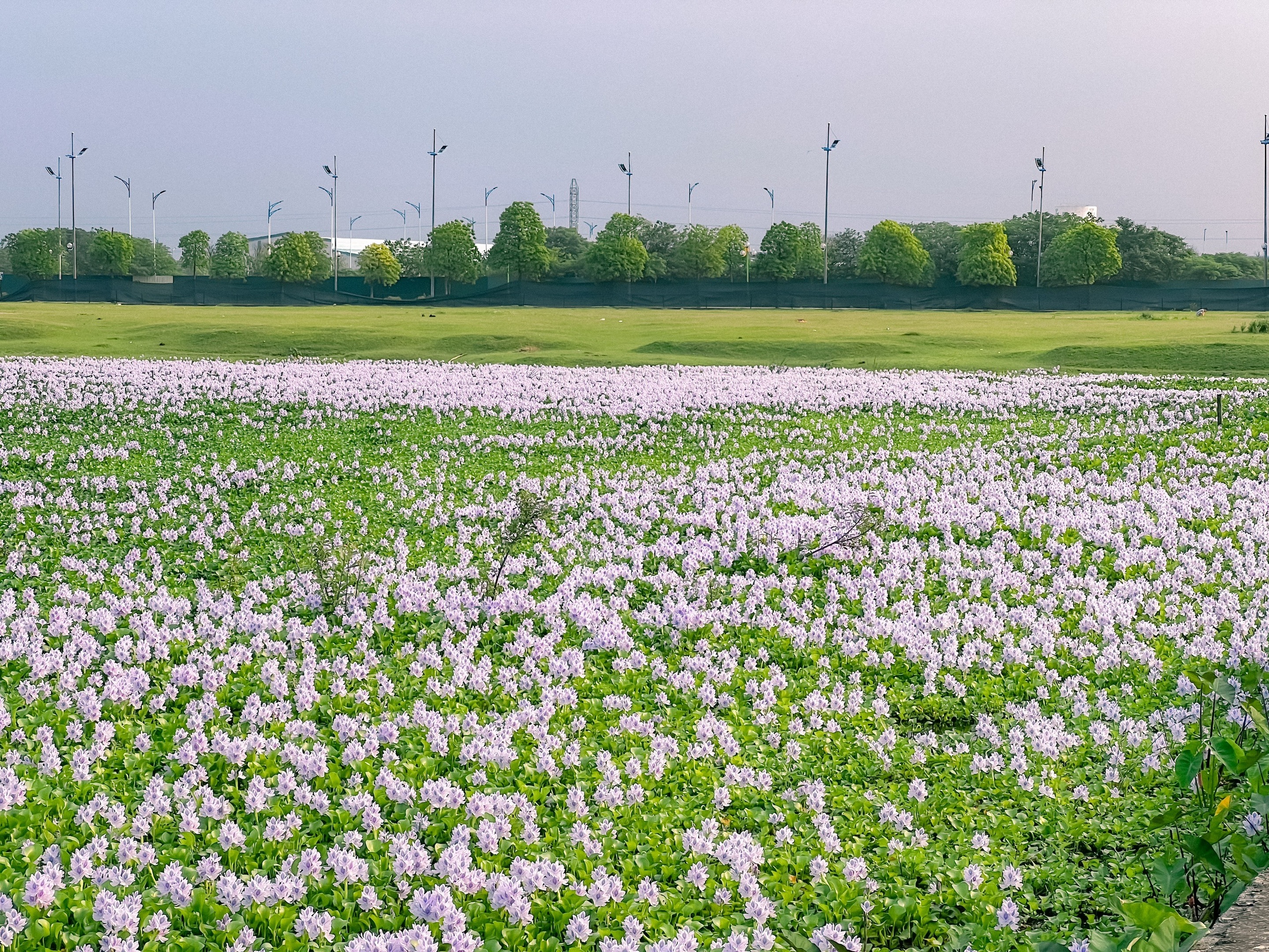 Phát hiện đầm hoa lục bình tím biếc ở Hà Nội, giới trẻ đổ xô săn ảnh đẹp - 2 Phát hiện đầm hoa lục bình tím biếc ở Hà Nội, giới trẻ đổ xô săn ảnh đẹp - 2