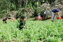 Phát hiện gần 4.000 cây thuốc phiện trong rừng sâu ở Lạng Sơn