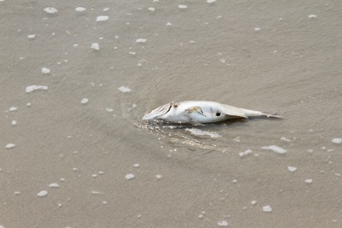 Đà Nẵng hỗ trợ 1,9 tỷ đồng cho ngư dân bị ảnh hưởng do ô nhiễm biển