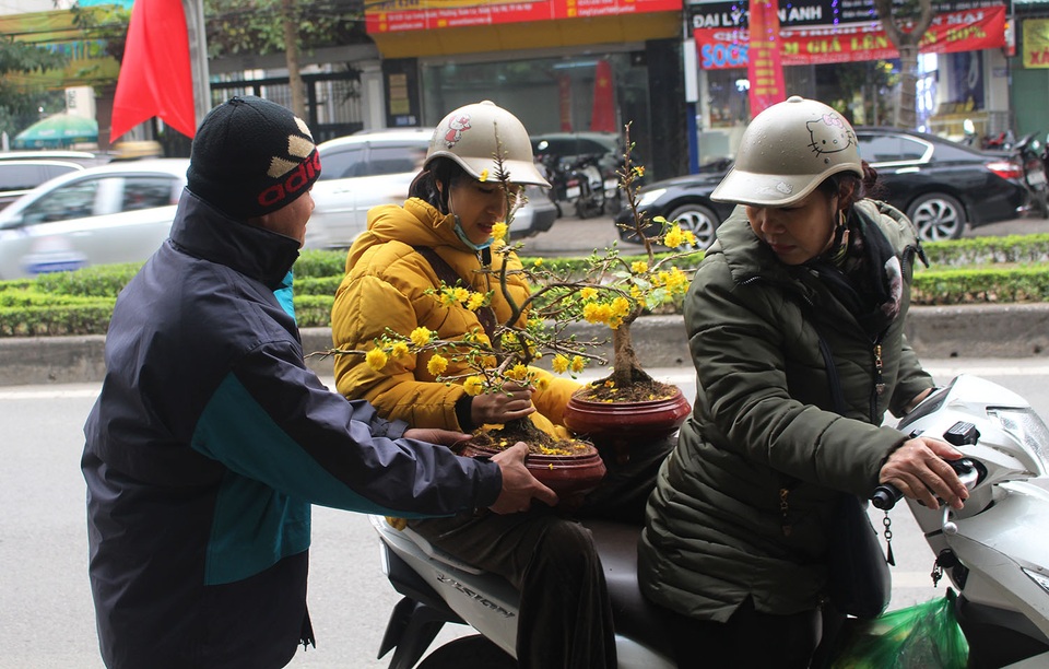 Chán mai, đào siêu to khổng lồ, dân Hà Nội chuyển sang chơi cây cảnh mini - 1 Chán mai, đào siêu to khổng lồ, dân Hà Nội chuyển sang chơi cây cảnh mini - 1