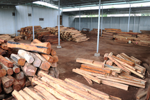 Khởi tố chủ doanh nghiệp buôn gỗ lậu "khủng"