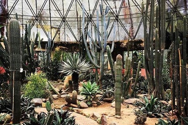 Độc đáo “vương quốc xương rồng” ẩn mình giữa vườn Quốc gia Ba Vì