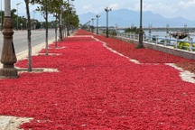 Thương lái ngừng mua, ớt ế nhuộm đỏ đường, nông dân lại lao đao