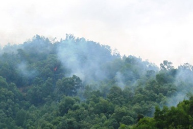 Bình Định: Cháy rừng phòng hộ trên  núi Bà Hỏa