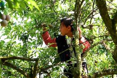 Mận Mộc Châu vào mùa thu hoạch, nông dân kiếm tiền triệu mỗi ngày