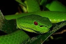 Bé gái 15 tuổi bị rối loạn đông máu vì dùng thuốc lá chữa rắn cắn