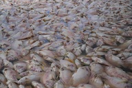 Hàng trăm tấn cá điêu hồng ở Cần Thơ chết bất thường