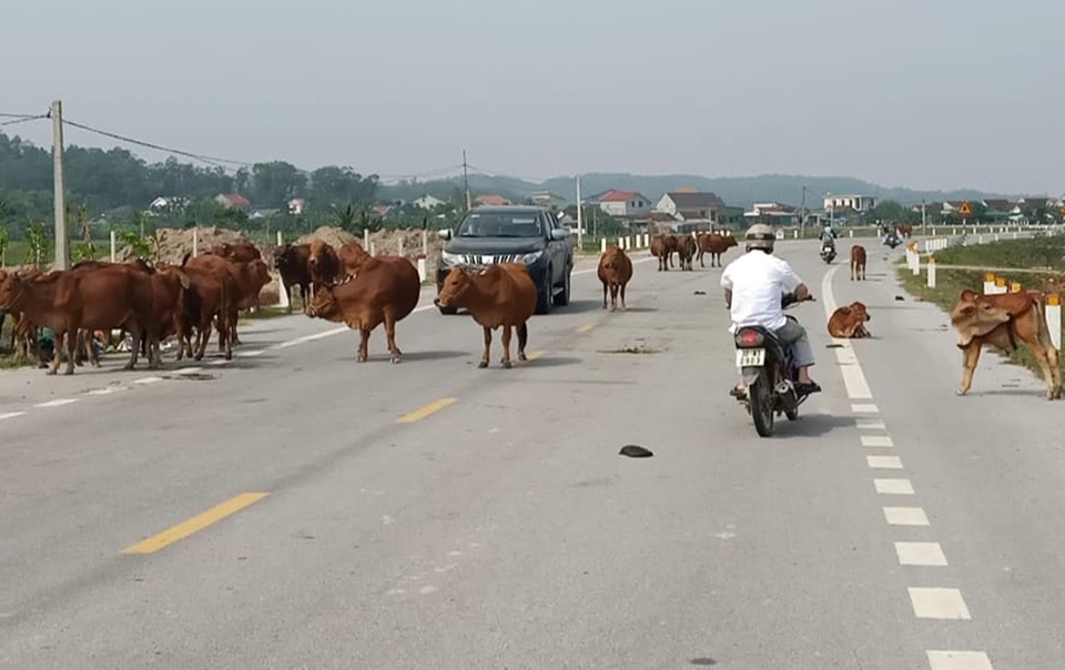 Hà Tĩnh lại mở đợt cao điểm xử lý trâu bò thả rông trên quốc lộ - 1 Hà Tĩnh lại mở đợt cao điểm xử lý trâu bò thả rông trên quốc lộ - 1