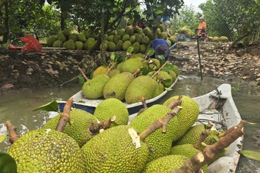 Trung Quốc mở cửa, mít Việt hướng tới xuất khẩu tỷ USD