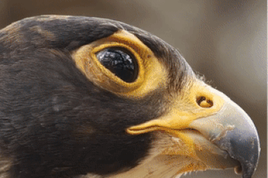 Vì sao loài chim này lại được gọi là “Chiến đấu cơ có lông”?